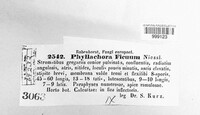 Phyllachora ficuum image